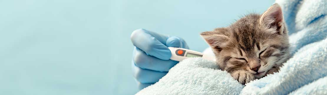 Katze - Infektionen & Erkältungen